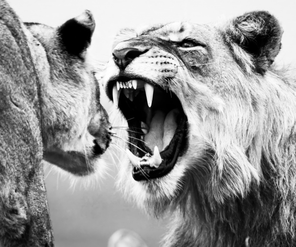 Lion Aggressive Snarl