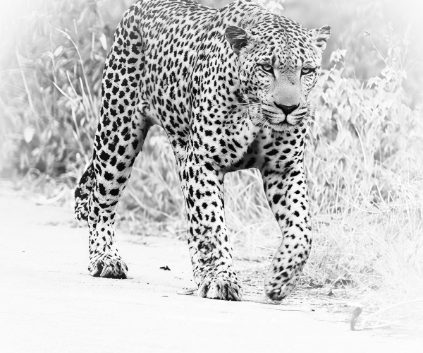Leopard Male Stalking