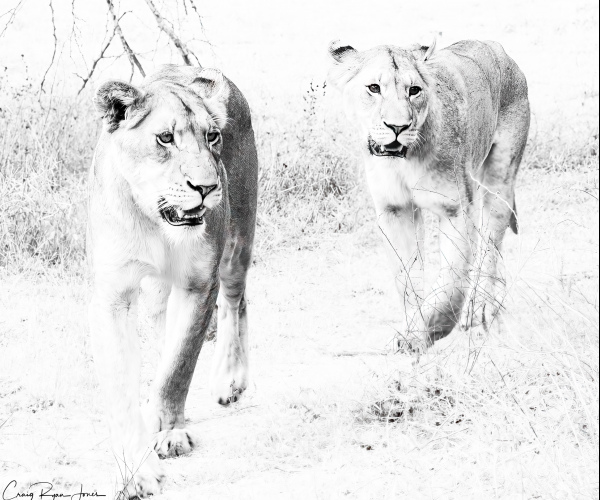 Lioness Duo