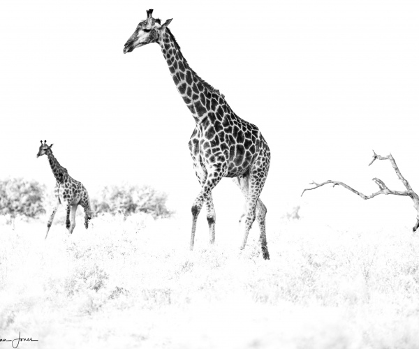 Giraffe a Couple 
