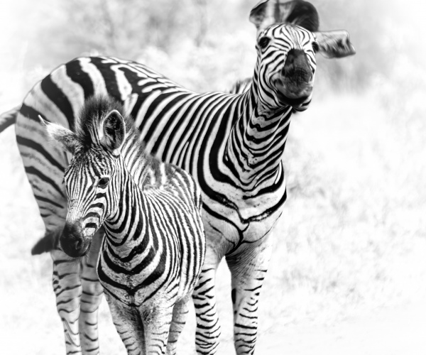 Zebra Mother and Calf Startled