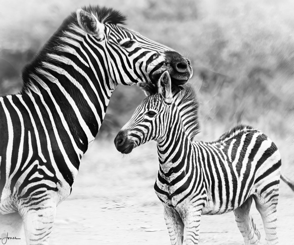 Zebra Mother and Calf Snuggles