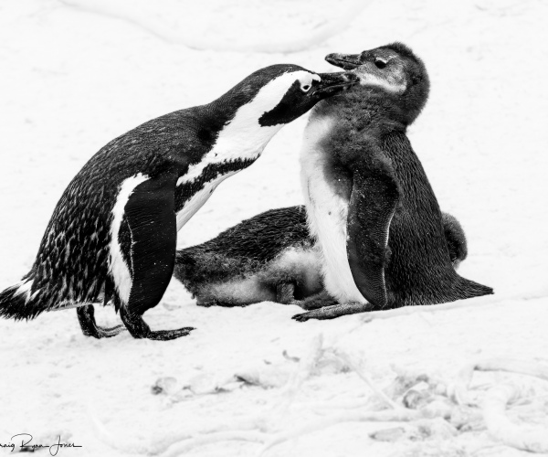 Penguin_Adult_Preening_A_Chic