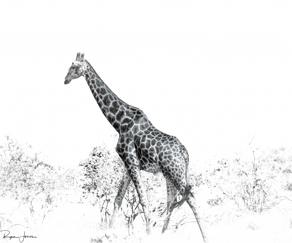 Giraffe Parallel Walking